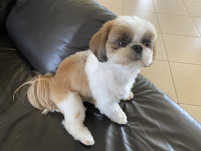 Educateur canin - Une fille et des chiens - Educatrice canin