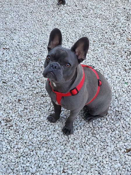 Educateur canin - Une fille et des chiens - Educatrice canin - photo 2