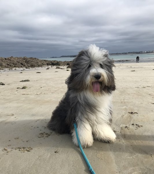 Educateur canin - Une fille et des chiens - Educatrice canin - photo 3