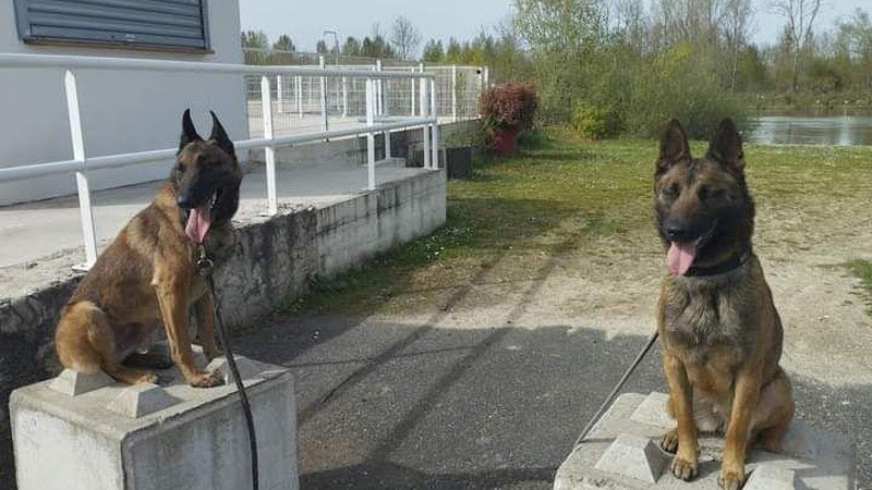 Antho Educanine - photo 1