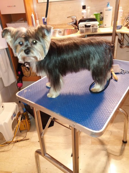 Toilettage Luxury Dog - photo 1