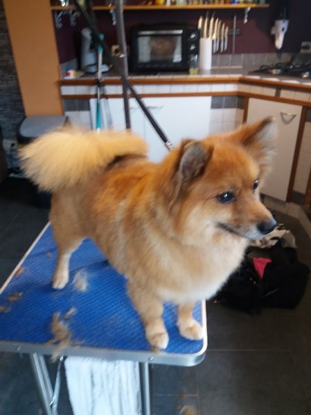 Toilettage Luxury Dog - photo 2