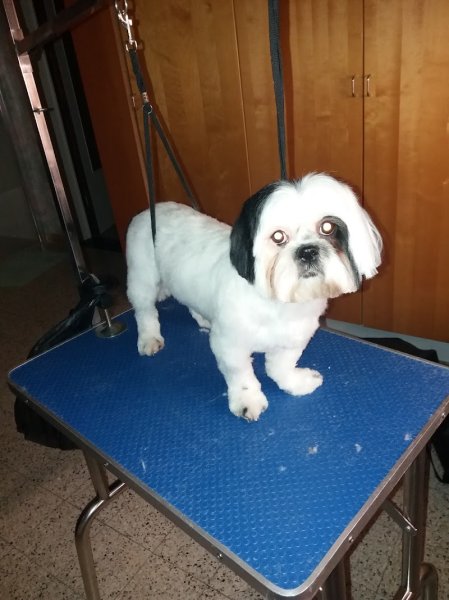 Toilettage Luxury Dog - photo 3