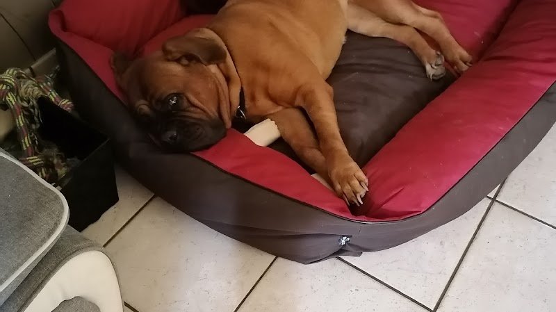 Pension canine LOVERS DOGS - photo 1