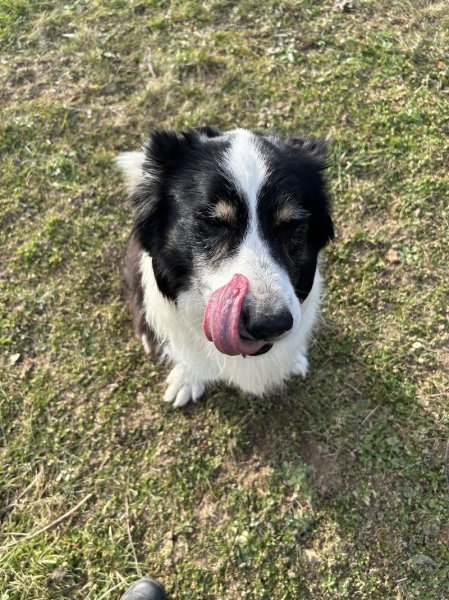 Pension canine LOVERS DOGS - photo 2