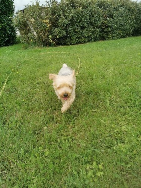 Pension canine LOVERS DOGS - photo 3