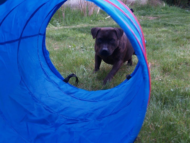 Canin'Stinct - photo 1