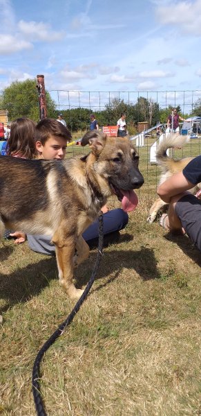 C.U.C.V.O Club d'Utilisation Cynophile de la Vallée de l'Orne - photo 3