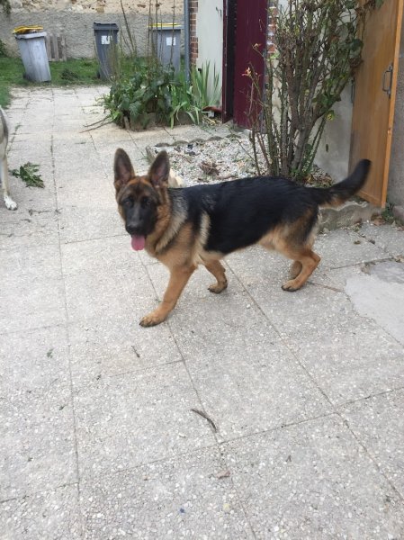 Douceur Canine - photo 1