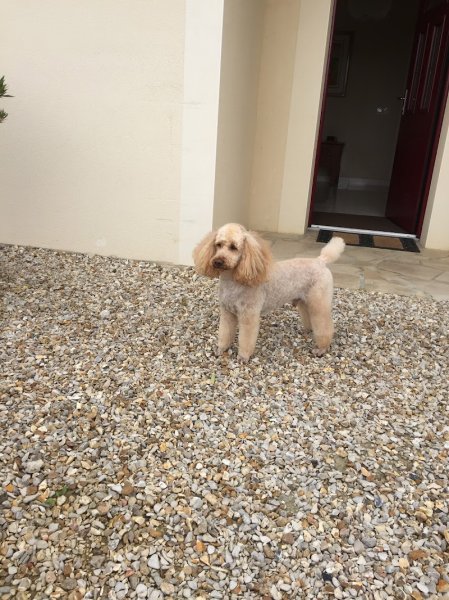 Douceur Canine - photo 2