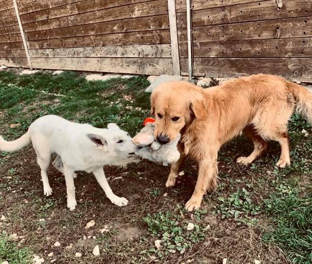 Pension canine des Horizons d'Or