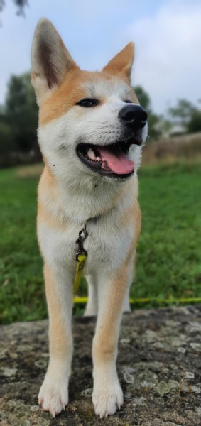 Cynodyssée - Education et Pension Canine - Sud Seine-et-Marne - photo 1