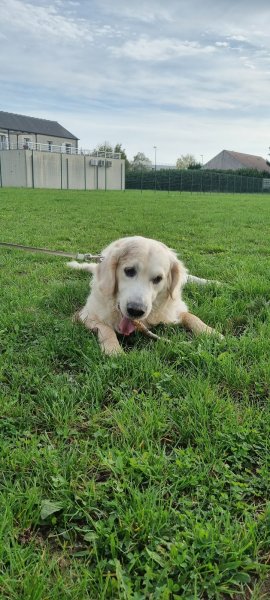 Cynodyssée - Education et Pension Canine - Sud Seine-et-Marne - photo 2