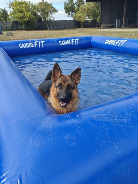 Cynodyssée - Education et Pension Canine - Sud Seine-et-Marne - photo 3