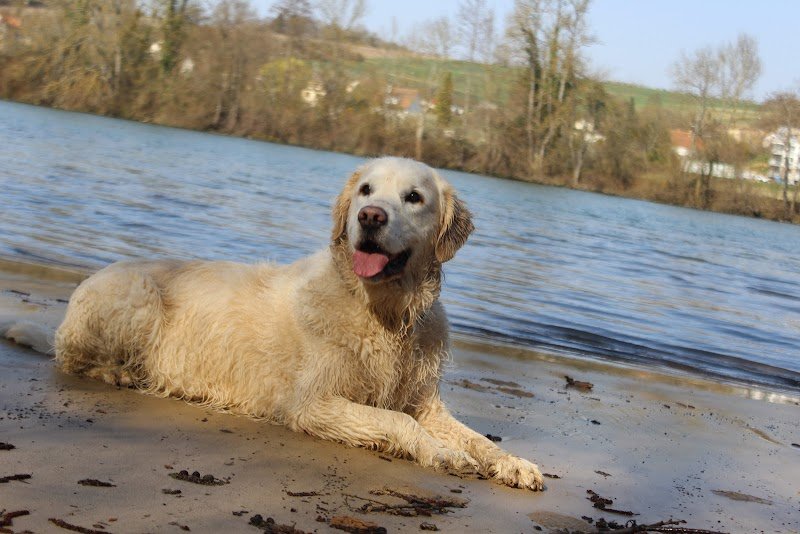 Sourire de chien - photo 3
