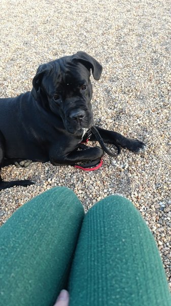 Pension pour chiens de Massangis - photo 3