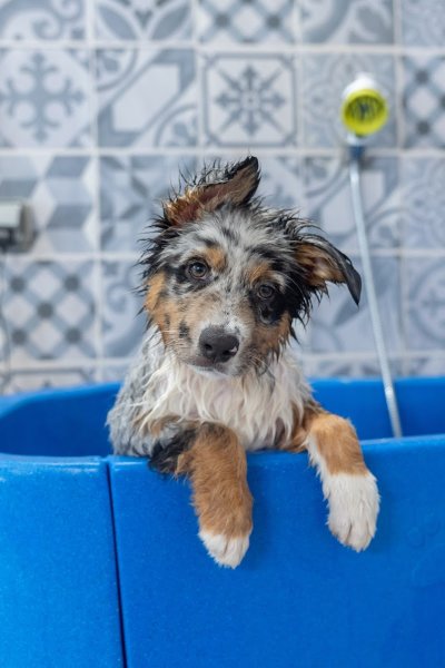 Little Hollywood toilettage canin - Boutique produits naturels pour chien