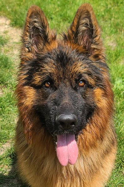 Pension Canine "Au Chien Gentil"