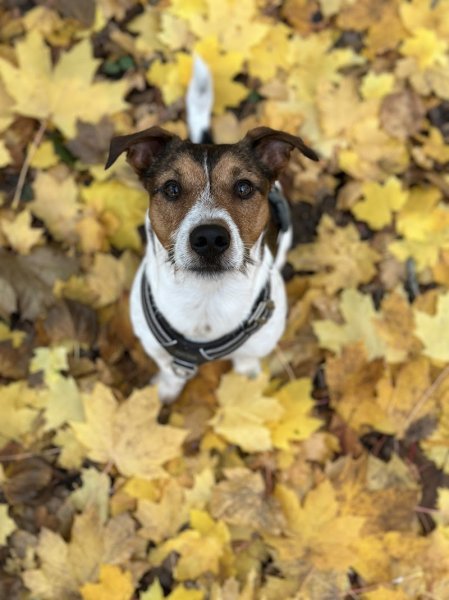 L'INSTINCT CANIN - photo 2