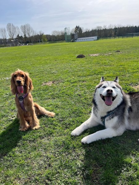 L'INSTINCT CANIN - photo 3