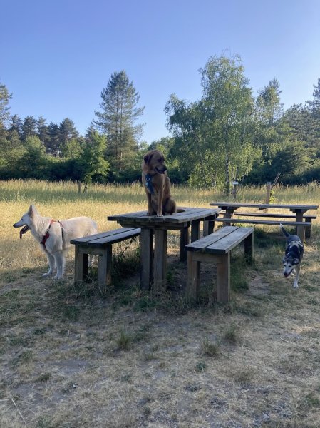 Un jour, mon chien… - Éducatrice canine et comportementaliste (45) - photo 3