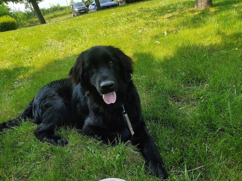 Ysakar éducation - éducateur canin - comportementaliste - Ile de France - photo 2