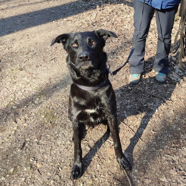 Ysakar éducation - éducateur canin - comportementaliste - Ile de France - photo 3