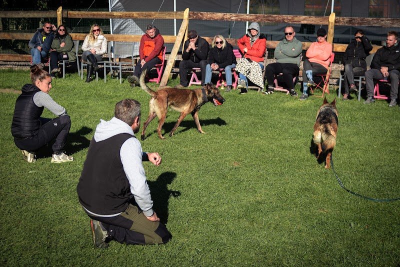 Dog Solution - photo 3