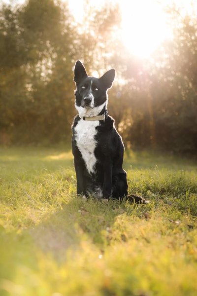 Mel La Main à La Patte - Education canine