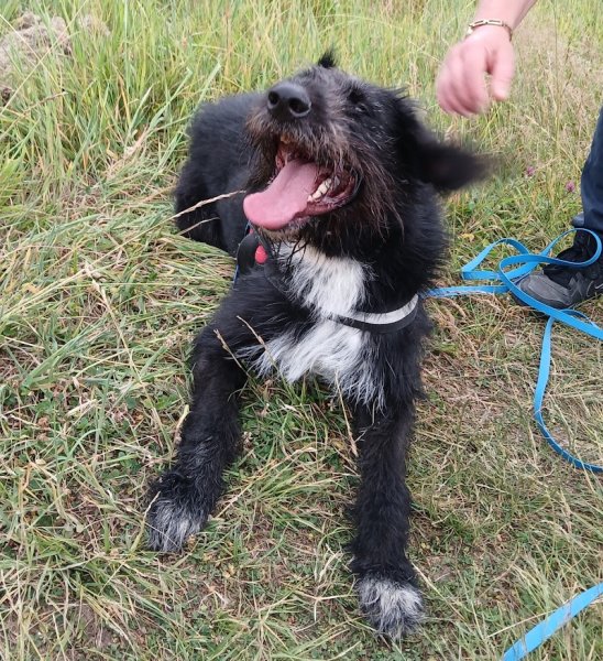 Mel La Main à La Patte - Education canine - photo 2