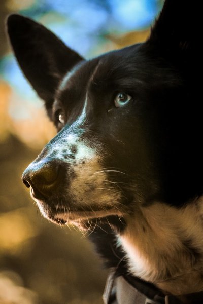 Mel La Main à La Patte - Education canine - photo 3