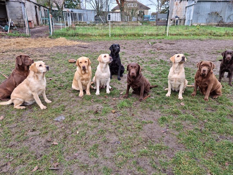 dog training - photo 2