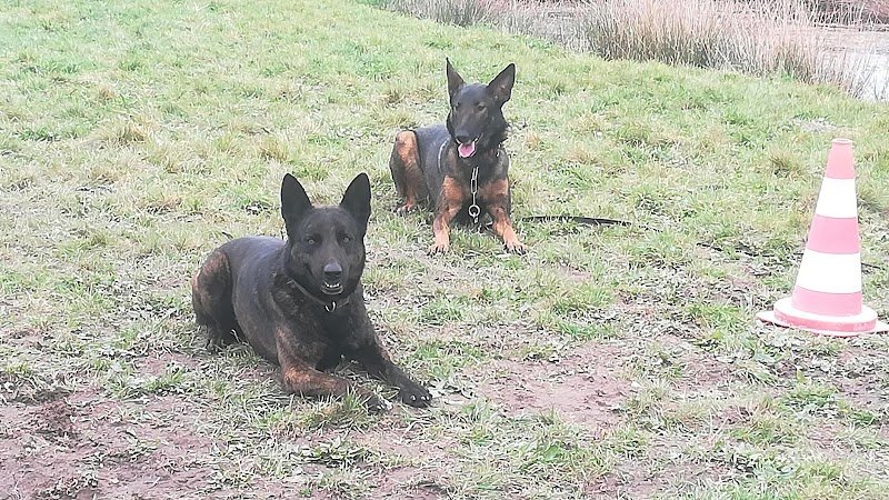 Esprit D'Chien - photo 1