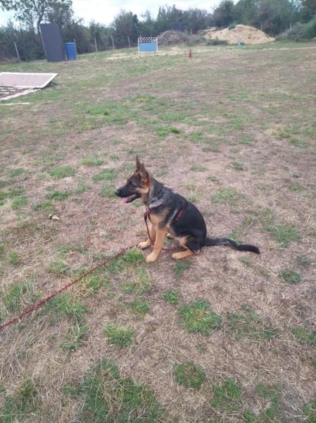 Esprit D'Chien - photo 2