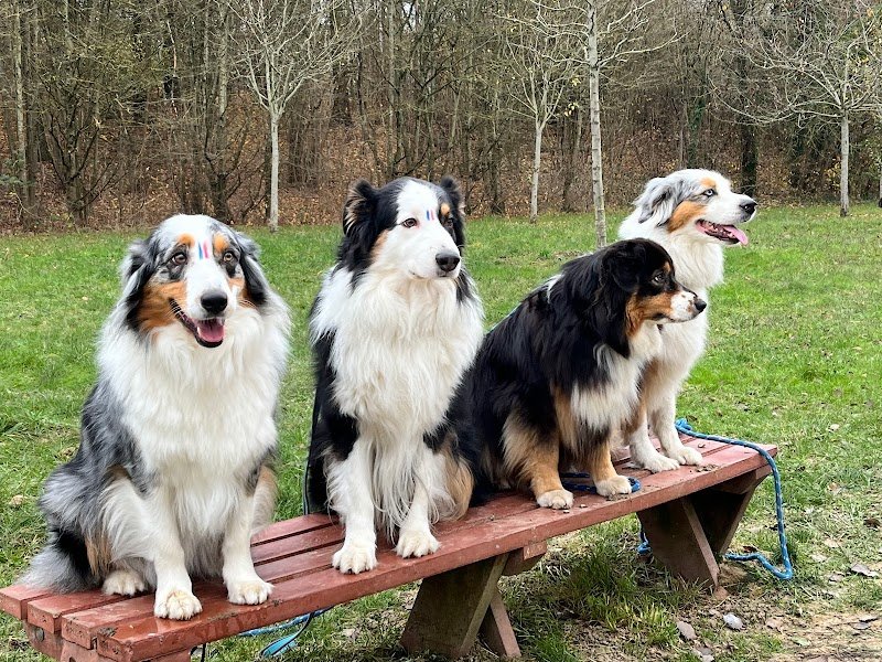Mon éducateur canin - photo 2