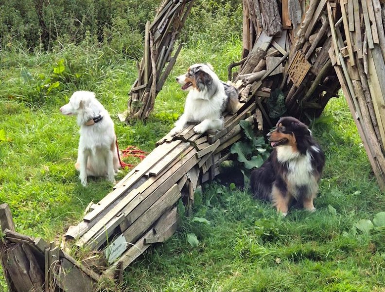 Mon éducateur canin - photo 3
