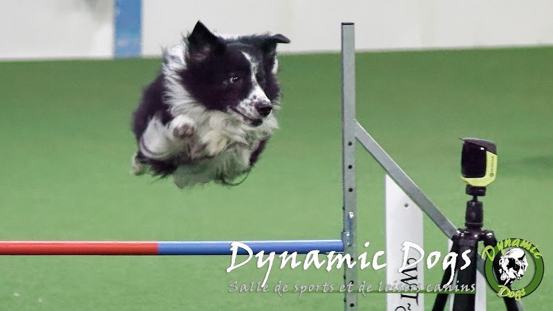 Dynamic Dogs - photo 1