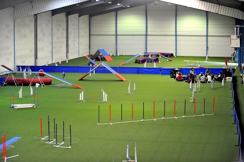 Dynamic Dogs - photo 2