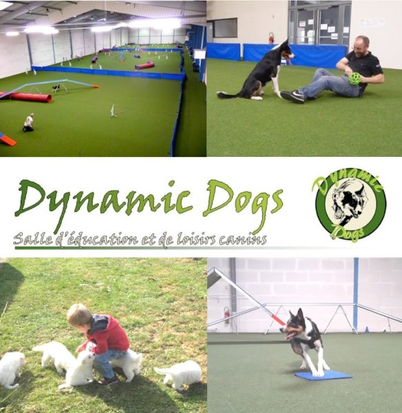 Dynamic Dogs - photo 3