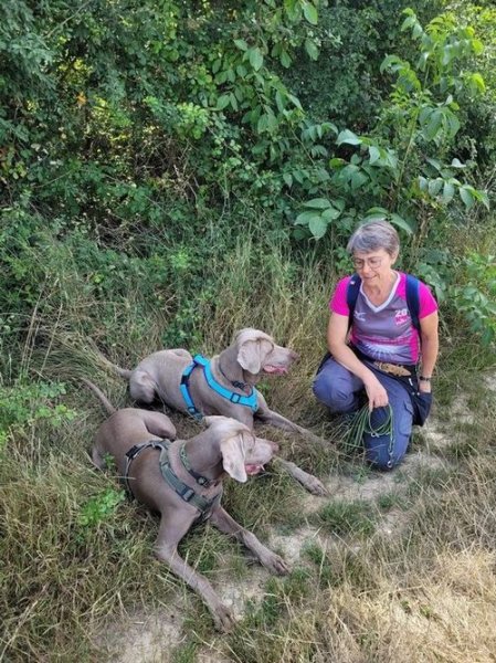 CQFDog - Education et Modification comportementale du chien de famille