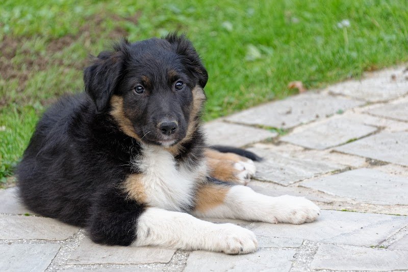 CQFDog - Education et Modification comportementale du chien de famille - photo 2