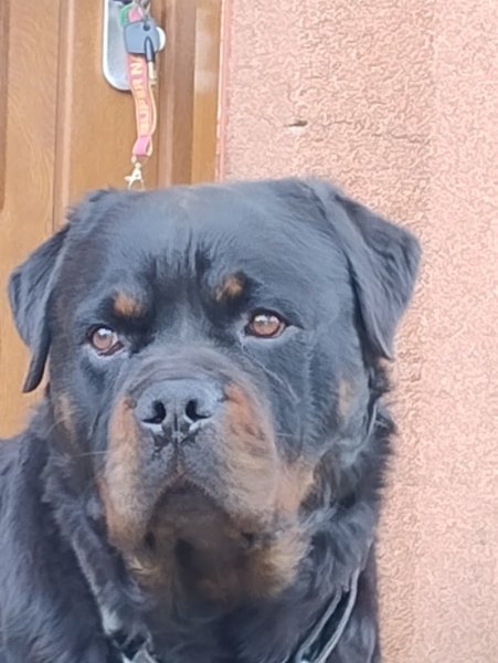 CQFDog - Education et Modification comportementale du chien de famille - photo 3