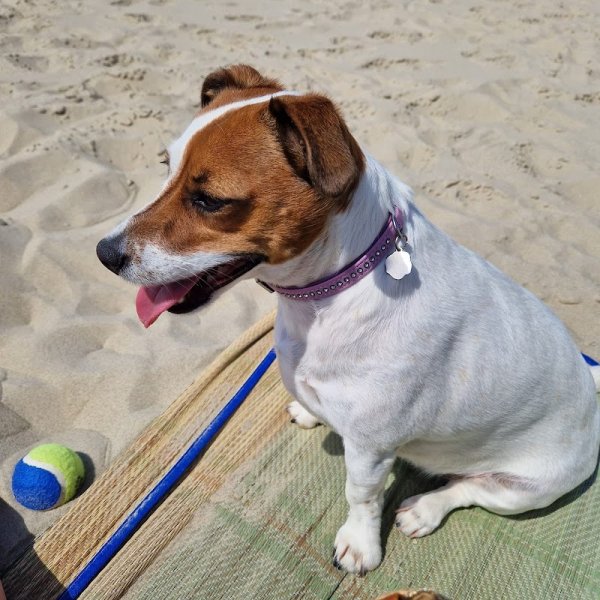 Educateur Canin Douai, Domaine Saint Martin - photo 3