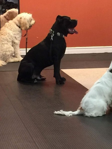 Passion Canin - photo 1