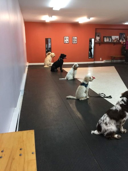 Passion Canin - photo 2