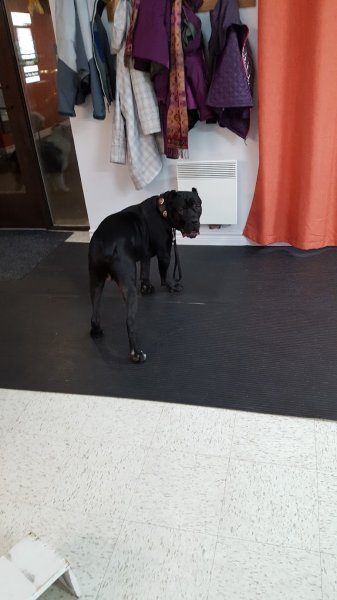 Passion Canin - photo 3