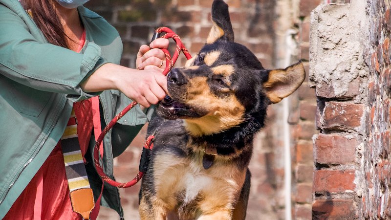 D et Dog Educateur Canin