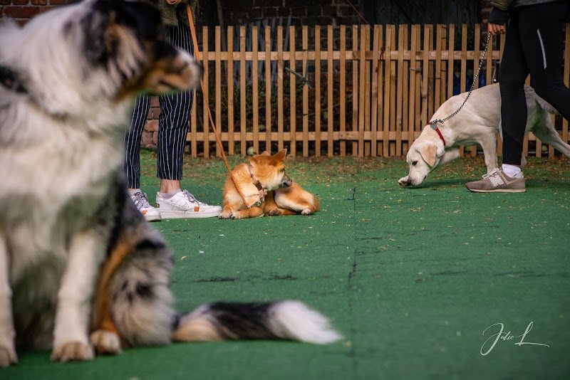 D et Dog Educateur Canin - photo 2