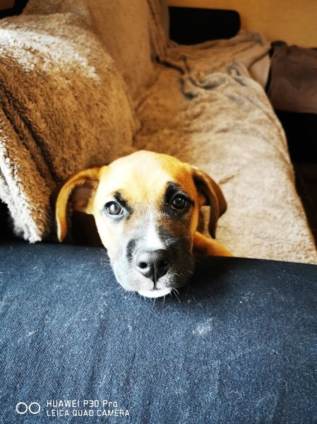 wonder dog island - éducateur canin & pet sitting - photo 1