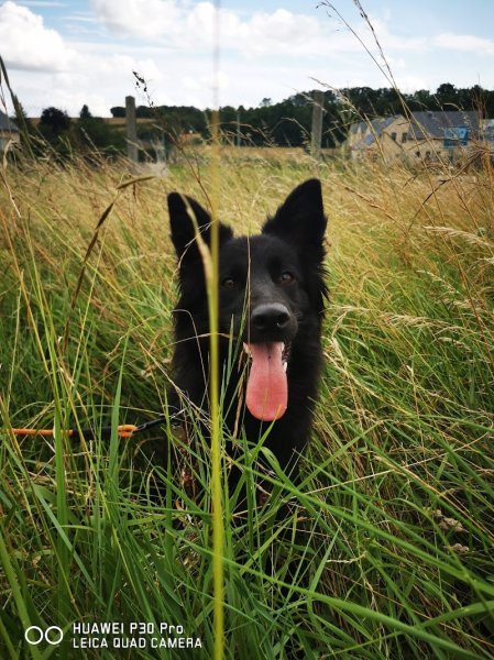 wonder dog island - éducateur canin & pet sitting - photo 2